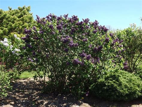 Syringa vulgaris 'Albert F. Holden' - Albert F. Holden common lilac ...