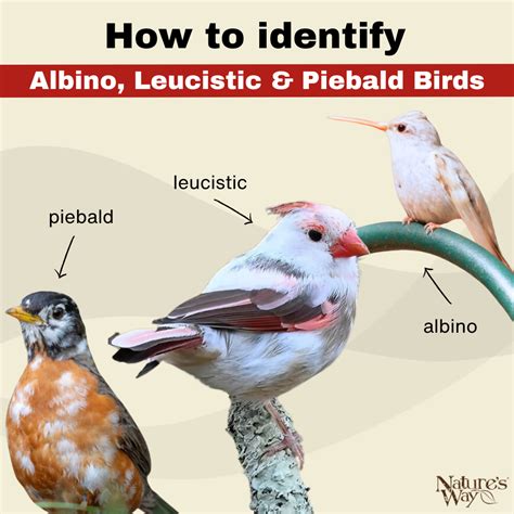 Leucistic Vs Albino Leucistic And Full To Partially Albinistic Birds
