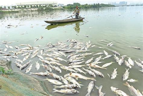 东湖出现大量死鱼 记者跟踪死鱼去向(组图)
