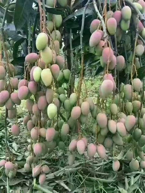 Greentower Grafted Mango Tree, Thailand Variety, Live Healthy Plant ...