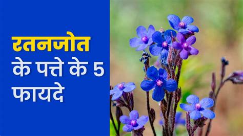 रतनजोत के पत्ते के फायदे । Ratanjot leaves Benefits In Hindi | Ratanjot ...