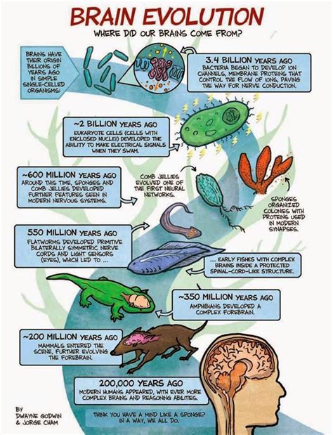 Image result for Forebrain Evolution