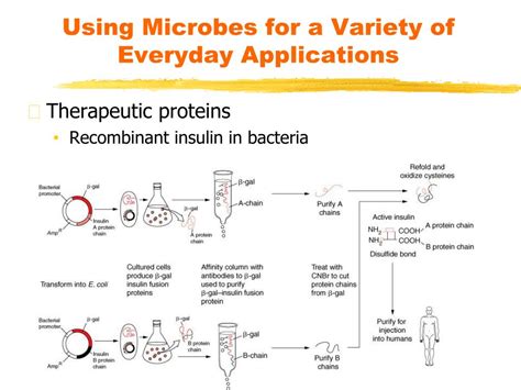 Biotechnology Using Bacteria 的图像结果