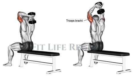 Dumbbell And Barbell Exercises For Triceps at Lon Taylor blog