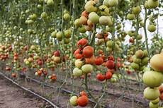 come seminare i pomodori in vaso tomato farming information guide asia farming come seminare i pomodori in vaso tomato farming information guide asia farming