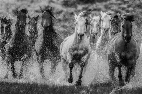 Running Black And White Horse