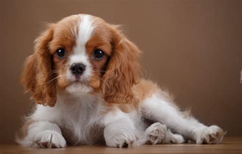 Cavalier king charles spaniel