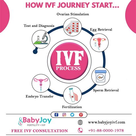 IVF Process Step by Step 的图像结果