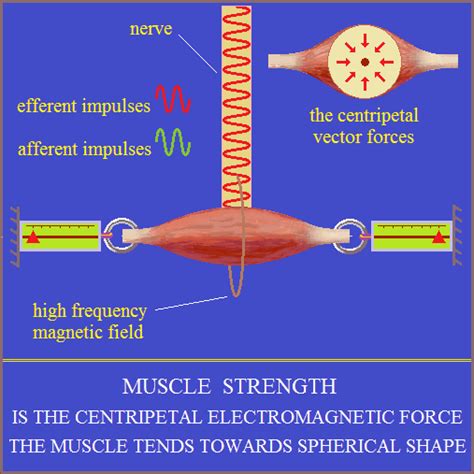 The nervous system is an electromagnetic phenomenon