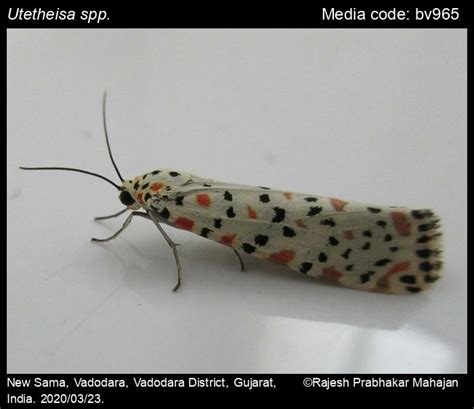 Utetheisa spp. Hübner, [1819] - | Moths