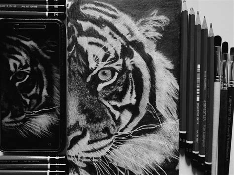 Image result for Tiger Drawing Tutorial