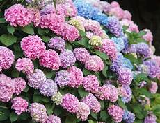 tailler les hortensias photos hortensia plantation et entretien pour une floraison tailler les hortensias photos hortensia plantation et entretien pour une floraison