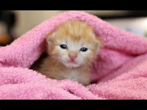 Cattles Kittens Rowblox Videos Channel by Azharla 的图像结果