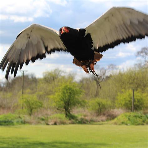 WORLD OF WINGS BIRDS OF PREY CENTRE (2026) All You Need to Know BEFORE ...