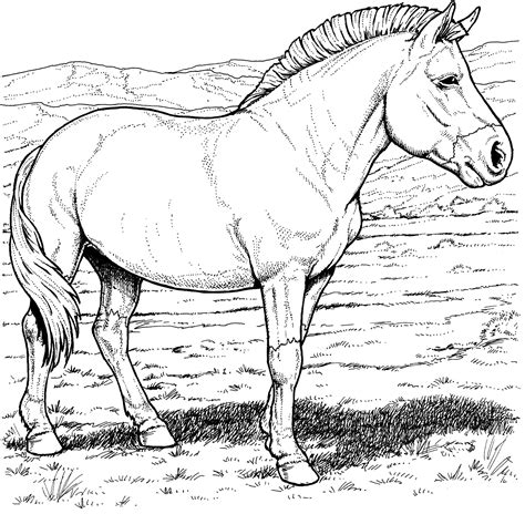 Coloring Pages Of Horses Printable