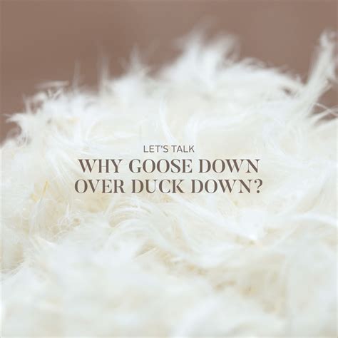 The Difference Between Duck Down and Goose Down