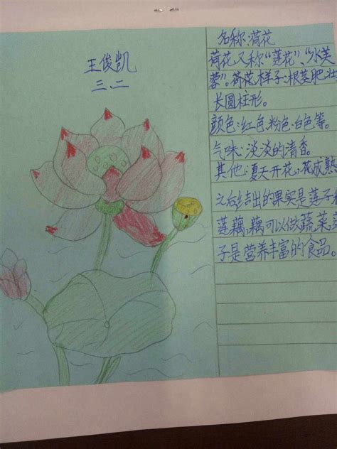 植物记录卡片,植物记录,桃花记录卡片(第10页)_大山谷图库