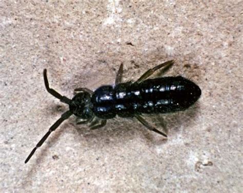 Image result for Springtail Bugs