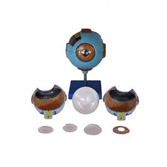 Ajanta Export Giant Eye Model Human Eye Anatomy Model, Detailed ...