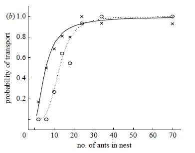 Collective cognition in animal groups