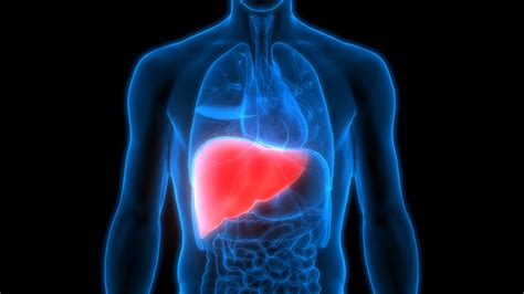Fatty Liver - What is it? Is it dangerous? Is it curable?