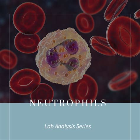 Neutrophils: What Highs and Lows Mean in Pregnancy - SARAH THOMPSON ...