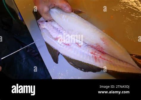 Image result for How to Cut Cod Fillets