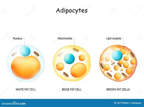 Fat Cell Structure 的图像结果