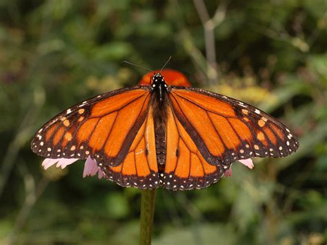 Monarch Poisonous | InterestingInsects.com