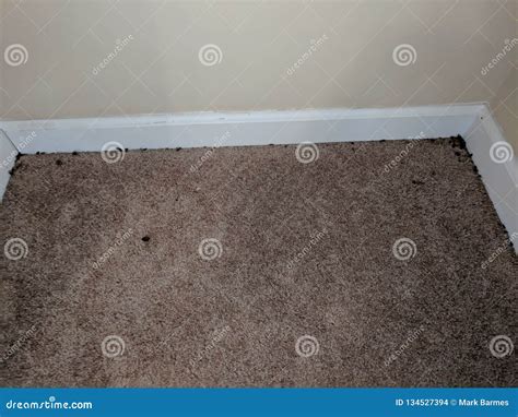 Black Mold on Wall and Floor Stock Photo - Image of floor, wall: 134527394