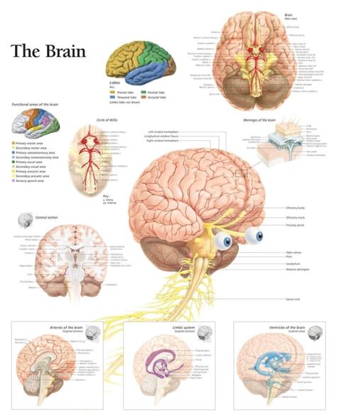 Brain Structure 的图像结果