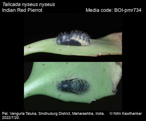 Talicada nyseus nyseus | Butterfly