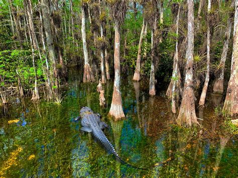 Swamp 的图像结果