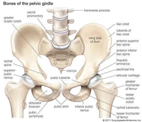 Pelvis | Definition, Anatomy, Diagram, & Facts | Britannica