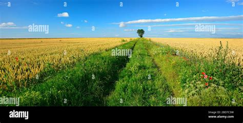 Path through Field 的图像结果