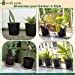 Kraft Seeds Plastic Nursery Seedlings Pots (20 Pcs, 6 Inch, Black ...