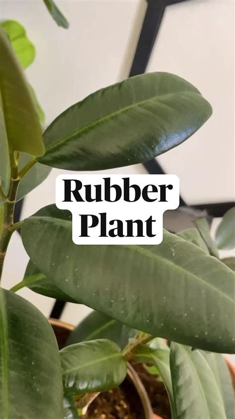 Image result for Planting Rubber Tree