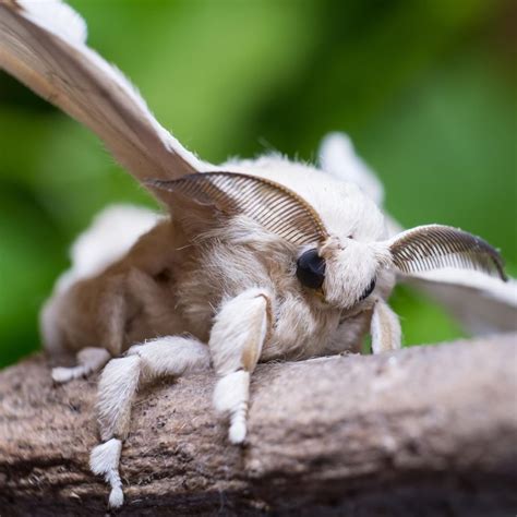 Cute Silk Moth