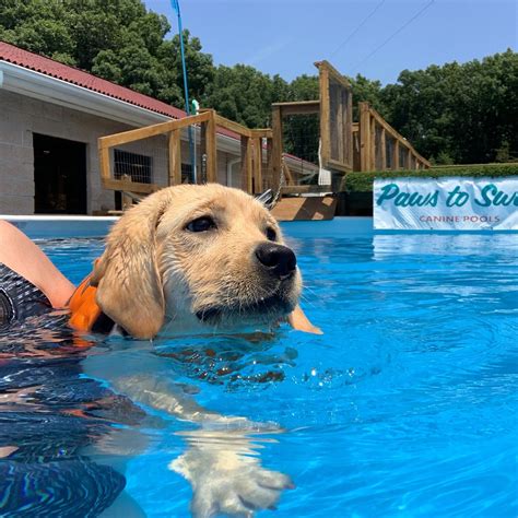 Image result for Dogs Swim Compilation
