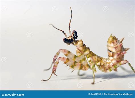 Spiny Flower Mantis stock photo. Image of eyes, close - 14652338