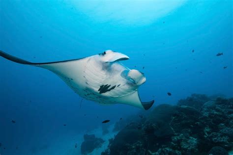 Ocean Animals Wallpaper 27960439