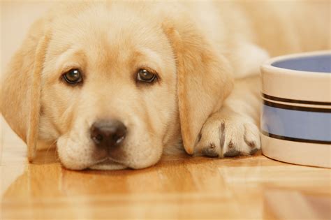 10 Must-Have Dog Foods: A Comprehensive Guide on When Puppies Can Start ...