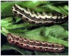 Banana Expert System