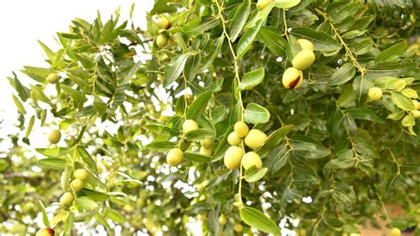 The Christ's thorn (sidr tree) is also a well-known folk medicine ...