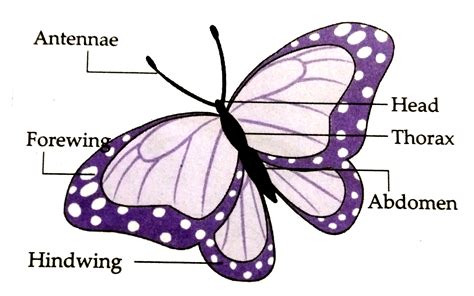 Phylum Of Butterfly