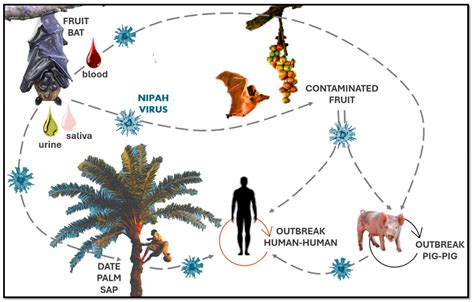 Nipah Virus: Transmission, Symptoms & Prevention - Public Health Notes