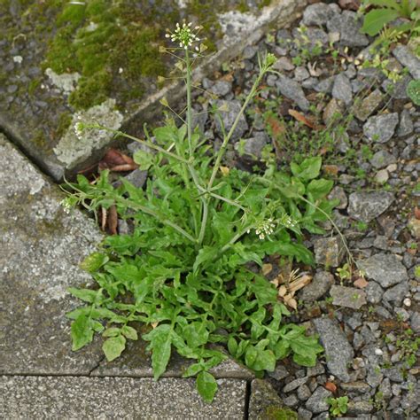 Capsella bursa-pastoris