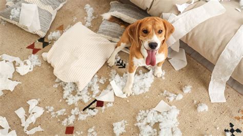 5 Dog Breeds That Mastered Destructive Behavior