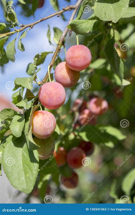 Prunus Cerasifera Cherry Plum Tree, Myrobalan Plum Branches Full of ...