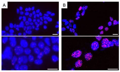 Exploring Protein–Protein Interaction in the Study of Hormone-Dependent ...